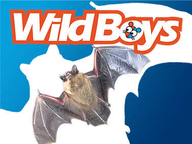 Toms River Bat Removal - Wildlife Removal Company