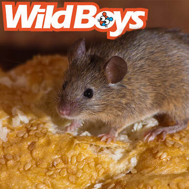  Mice Exterminator Toms River NJ Mouse